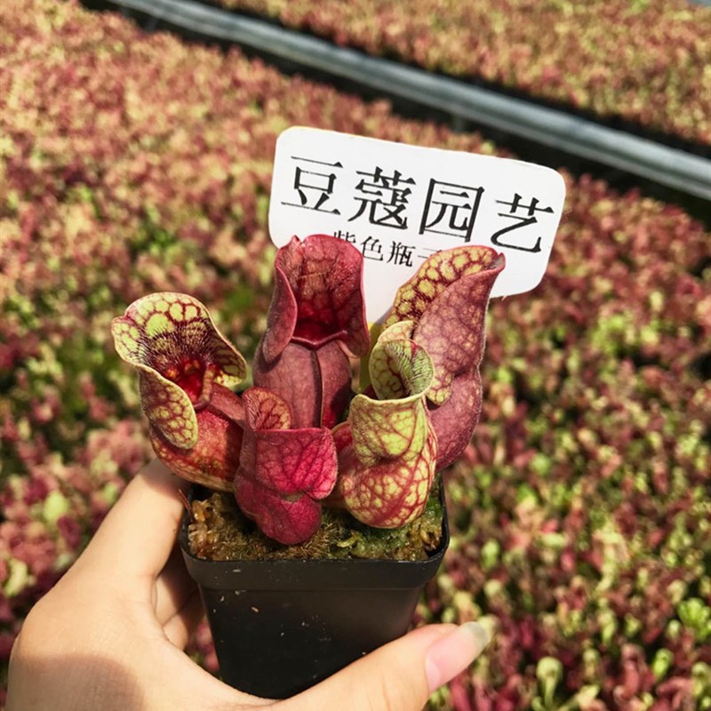 紫色瓶子草食虫草捕蝇草趣味食虫植物驱蚊草猪笼草喜水绿植花卉盆图片