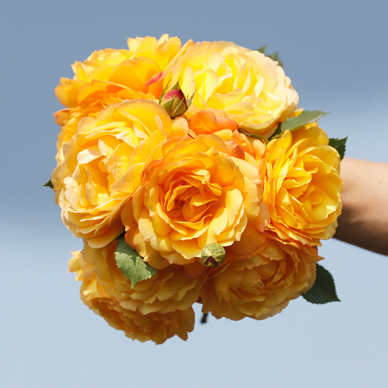 天狼月季 倾慕 自育月季玫瑰 多季黄色耐热攀援型月季