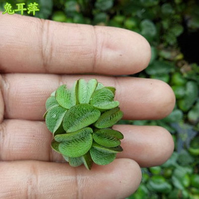 浮萍水草鱼缸龟缸绿植一叶莲水培植物水葫芦水芙蓉水生水养植物