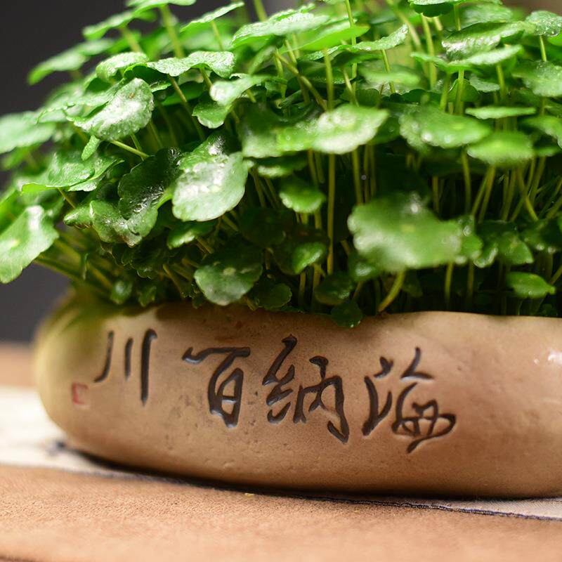 铜钱草寸绿铜钱草水植培物金钱大叶子水养盆栽创意四季养客厅室内