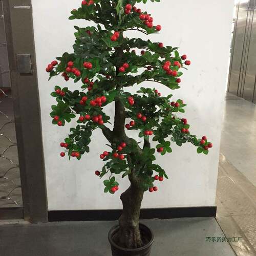 凯瑞假树花果树植物大型客地盆栽塑料假F95T7TT6茶花厅室内绿落植