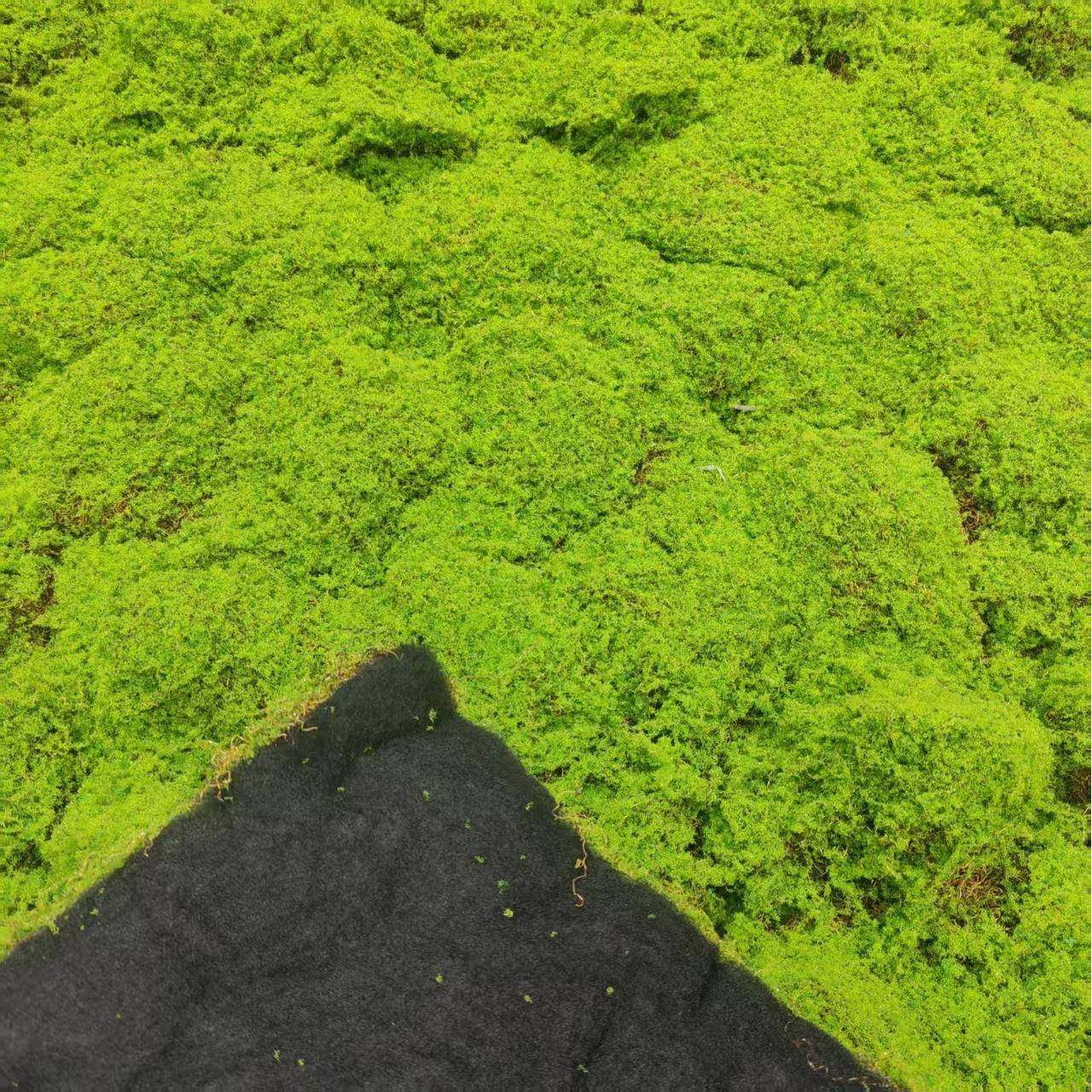 仿包真苔藓/藓草皮鼓苔藓青苔网红苔绿植仿真大鼓包植毛98020苔藓,玩具/童车/益智/积木/模型,垂直悬浮玩具,淘宝优惠券,粉丝福利购,淘宝优惠卷