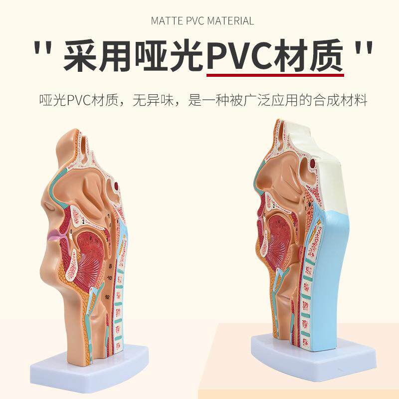 人体鼻腔鼻子解剖模型型咽喉矢状鼻解剖模耳口鼻喉科16五官教学模