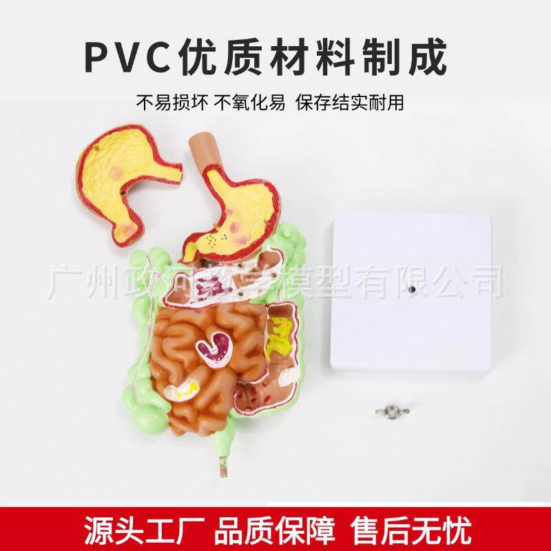 人体838消化统胃模型解剖大肠盲直肠十二指系肠肠人体内脏构造