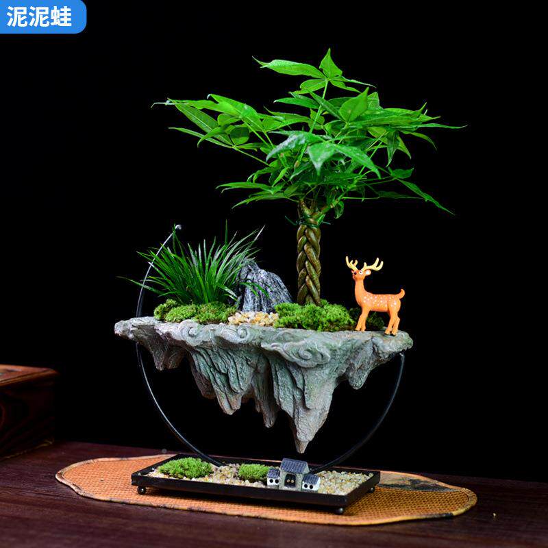 礼财树盆栽富贵竹绿植室文竹内桌发面办公茶室gy826270艺术盆景观