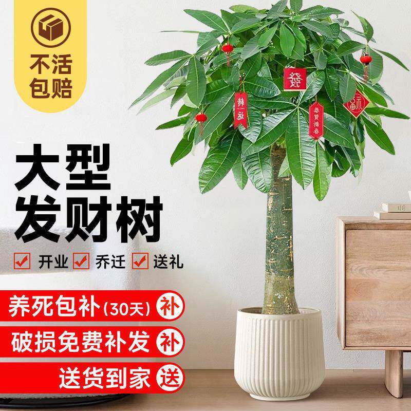 发树盆栽大客厅落地绿植bGYDcQWu室财内真开花招财办公室大型植物
