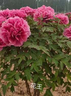 菏泽牡耐丹花苗正宗观赏瓣大苗庭院盆栽重北方带花gxq4LK23芽寒基