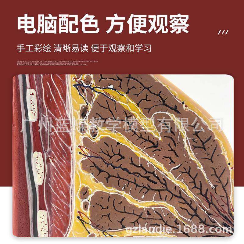 乳房模性型型胸模期胸部解87039剖模型静止哺乳期女乳房结构造医,文具电教/文化用品/商务用品,教学标本/模型,淘宝优惠券,粉丝福利购,淘宝优惠卷