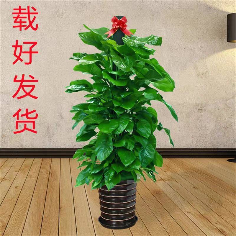 大叶盆景绿萝柱桩盆栽植物室内大盆四季长藤垂吊绿箩客厅花卉