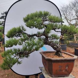 2411基地供应黑松盆栽1 2m高庭院别墅家高档盆景