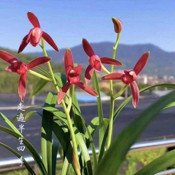 【冯达锋国兰】样品兰花苗建兰：仙山红,鲜花速递/花卉仿真/绿植园艺,国兰/杂交兰/洋兰类,淘宝优惠券,粉丝福利购,淘宝优惠卷