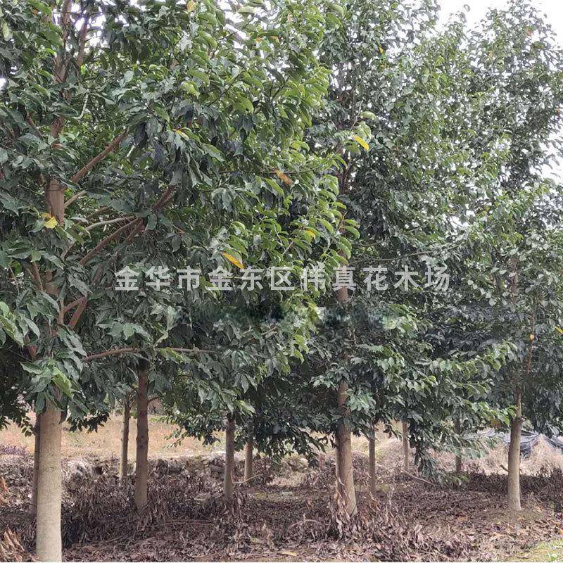 全冠乐昌含笑树8-15cm公分乐昌含笑乐昌含笑树价格优惠