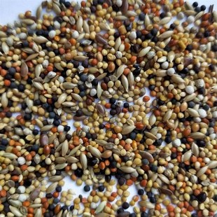 七彩文鸟珍珠鸟食芙蓉鸟玉鸟粮十姐妹黄雀鸟食带壳黄谷子混合饲料