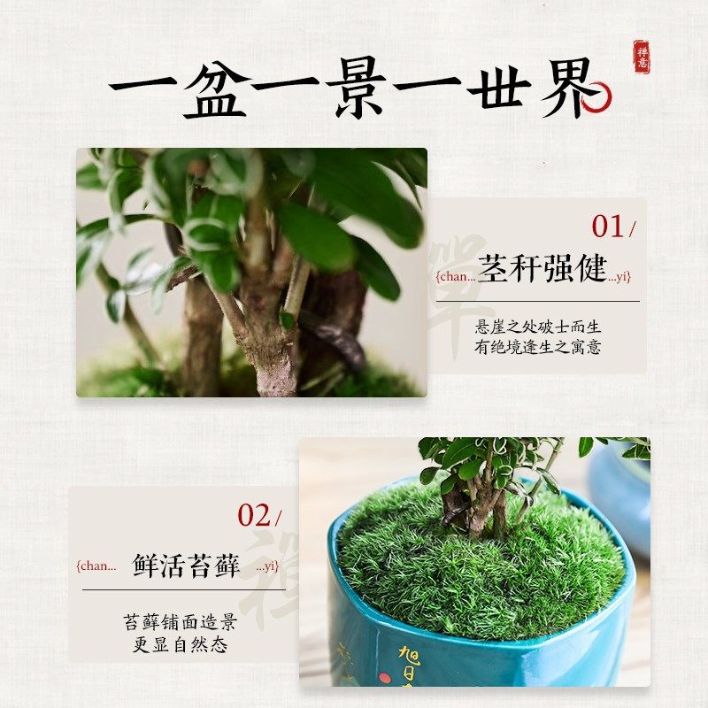 悬崖六月雪盆景木砂盆室内绿植中式禅意花卉盆栽四季好养桌面摆件,鲜花速递/花卉仿真/绿植园艺,绿植,淘宝优惠券,粉丝福利购,淘宝优惠卷