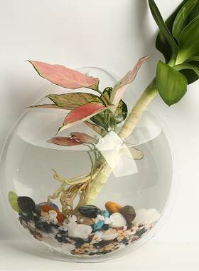 亚克力玻璃鱼缸墙上悬挂式水培绿萝植物花盆创意家具壁挂饰品面板