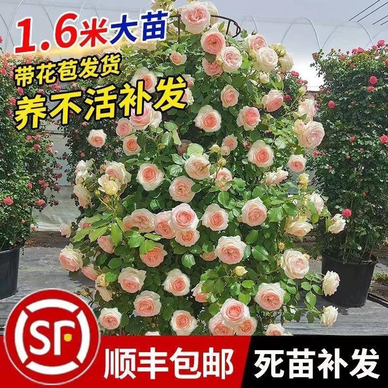 欧831月月季花蔷薇玫花藤开本月季爬藤植物月瑰阳季台盆栽花卉四