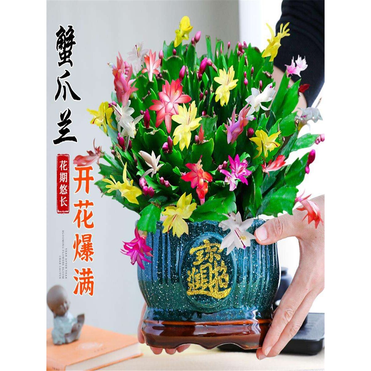 蟹爪兰盆栽带花苞多色花卉室内阳台绿植净化空气好养四季开花不断