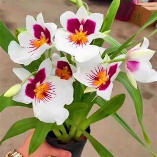特大颗 中国红 文心兰 春带花苞 开花特香 卡特兰 室内盆栽兰花