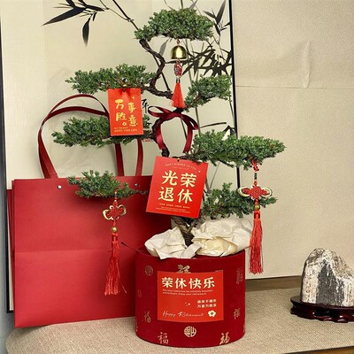 七层塔松盆栽松树盆景送长辈祝寿礼物室内植物开业乔迁绿植真青松