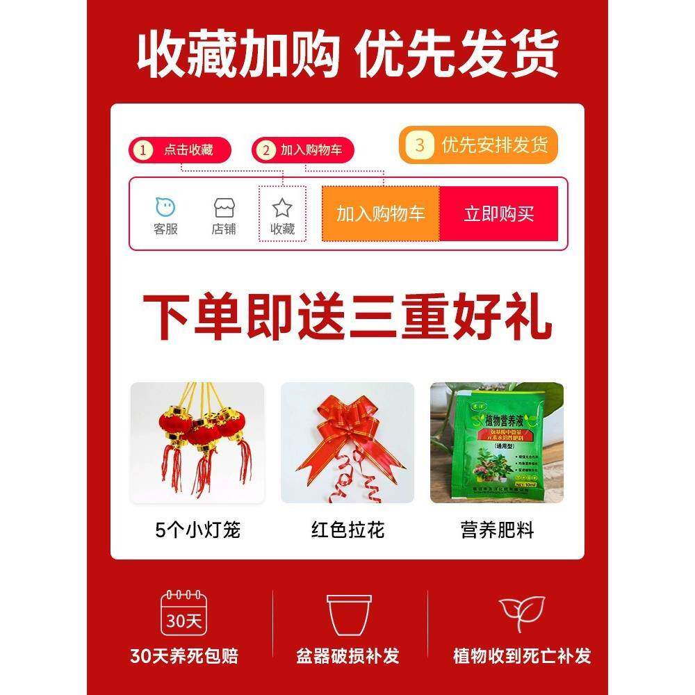 金树盆栽客迁厅大花盆办钱公绿室内金钱树盆旺宅大型好养植乔摇钱
