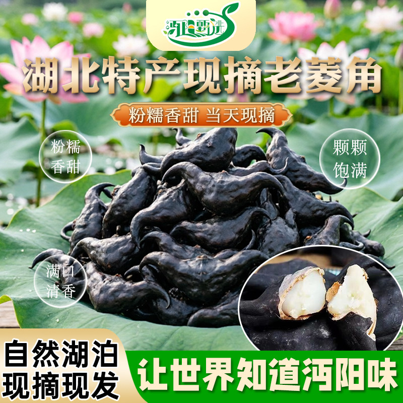 洪湖菱角新鲜生菱角粉糯青菱角牛角菱果米菱角湖北特产现摘老菱角