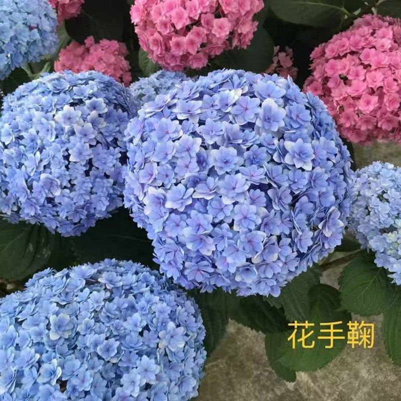 苏苏家的无尽夏-重瓣大花绣球花园露台阳台盆栽花卉植物