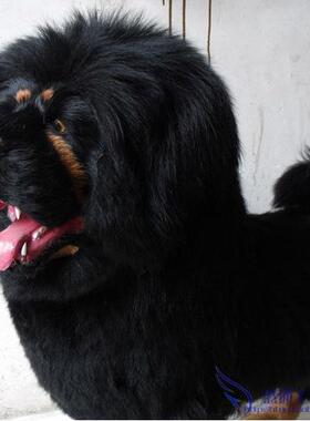 大AGN仿型真藏獒拍照道摄影道具大号动物静态模具型藏獒