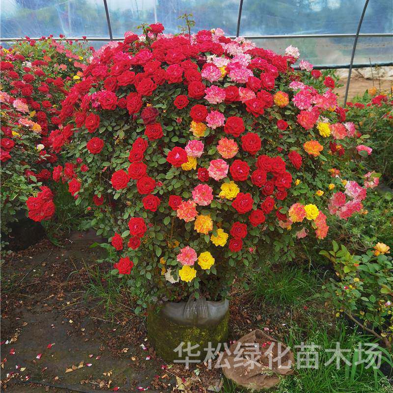 造月季室花苗嫁接形月季四季开花外观3赏花卉浓型香大花月季花树