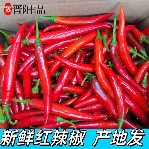 现摘美人椒新鲜山西农家辣椒微辣