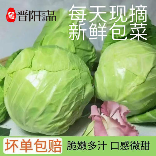 晋阳一品新鲜蔬菜绿甘蓝茴子白菜