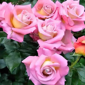 米歇尔德鲁克 月季 灌木杏粉色勤花长势旺盛阳台庭院盆栽花卉