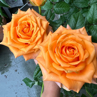 老橙意 灌木大花勤花月季 月季 多季 阳台盆栽庭院花卉 花苗 国王日