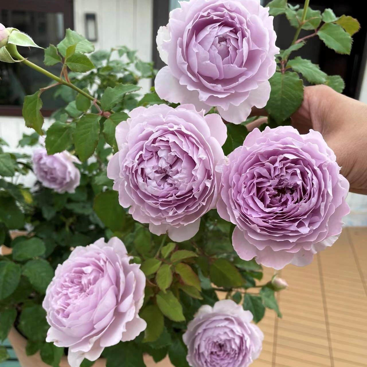 隐隐青  月季花苗大花多头勤花灌木浓香月季阳台庭院盆栽植物花卉,鲜花速递/花卉仿真/绿植园艺,月季/蔷薇/玫瑰,淘宝优惠券,粉丝福利购,淘宝优惠卷