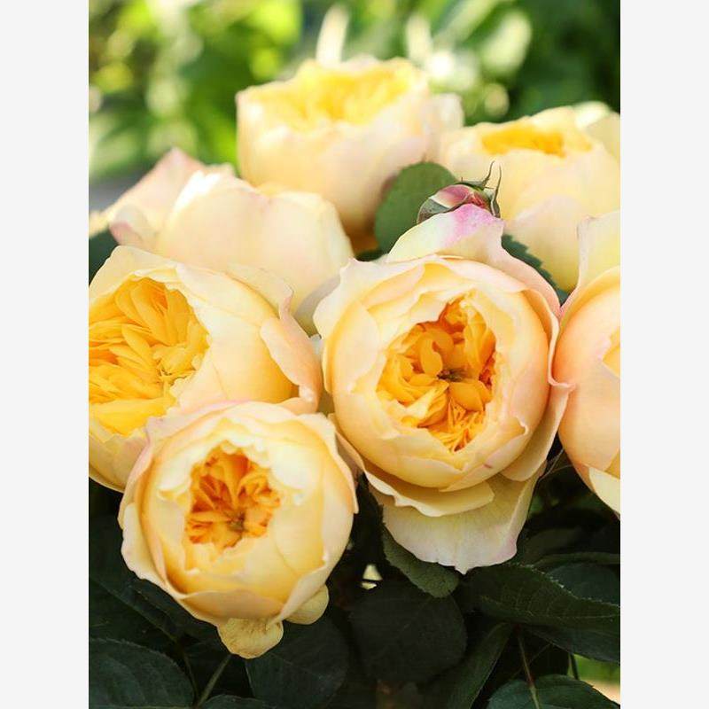 雀啾 月季 多季开花淡香耐热杂交茶香阳台庭院花卉盆栽,鲜花速递/花卉仿真/绿植园艺,月季/蔷薇/玫瑰,淘宝优惠券,粉丝福利购,淘宝优惠卷