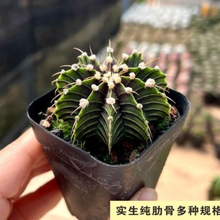 肋骨牡丹球茎实生 对版发货新品种仙人球多肉植物花卉盆栽阳台