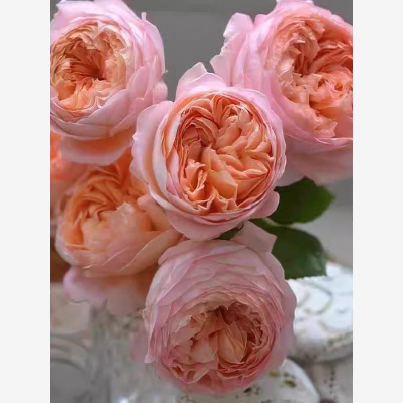 果酱  超新品河本玫瑰浓粉色大包子月季阳台花卉庭院盆栽灌木花苗