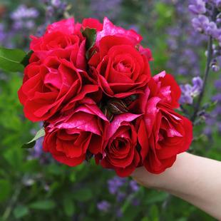 花苗丝绒感勤花月季 月季 庭院阳台盆栽花卉 夏日鸡尾酒 魔法红鞋