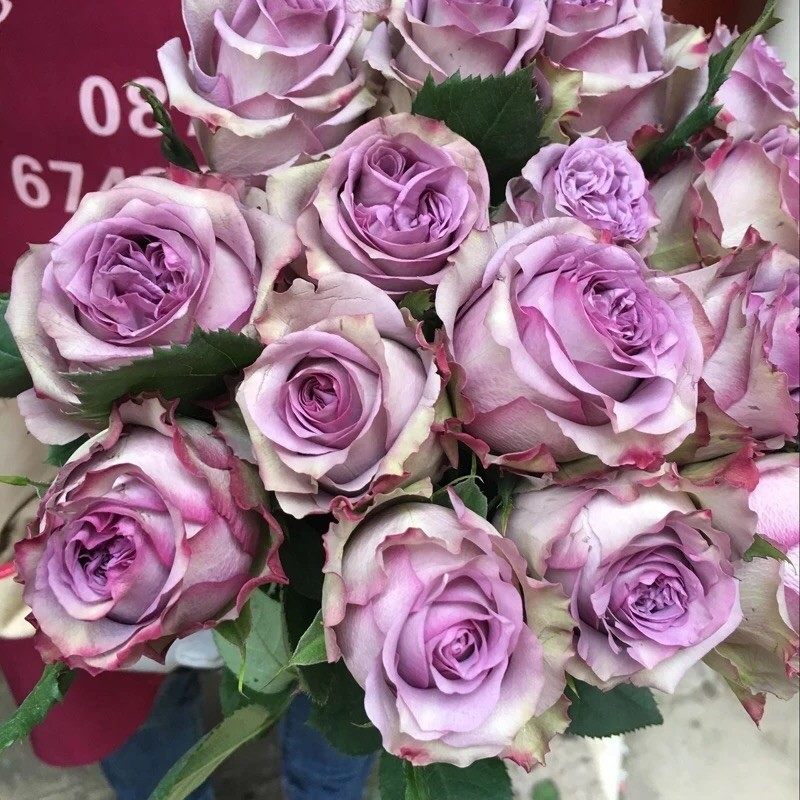 多姿桃 多洛塔紫 月季花苗大花灌木切花勤花庭院阳台盆栽花卉,鲜花速递/花卉仿真/绿植园艺,月季/蔷薇/玫瑰,淘宝优惠券,粉丝福利购,淘宝优惠卷