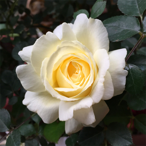 欧月纯真鹅黄大花勤花月季苗