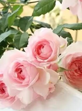 美咲/Misaki 日本新品月季庭院阳台盆栽丰花浓香花卉扦插小苗