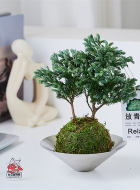 【放轻松】蓝色瓦松苔藓球—盆栽客厅办公室内桌面绿植净化空气