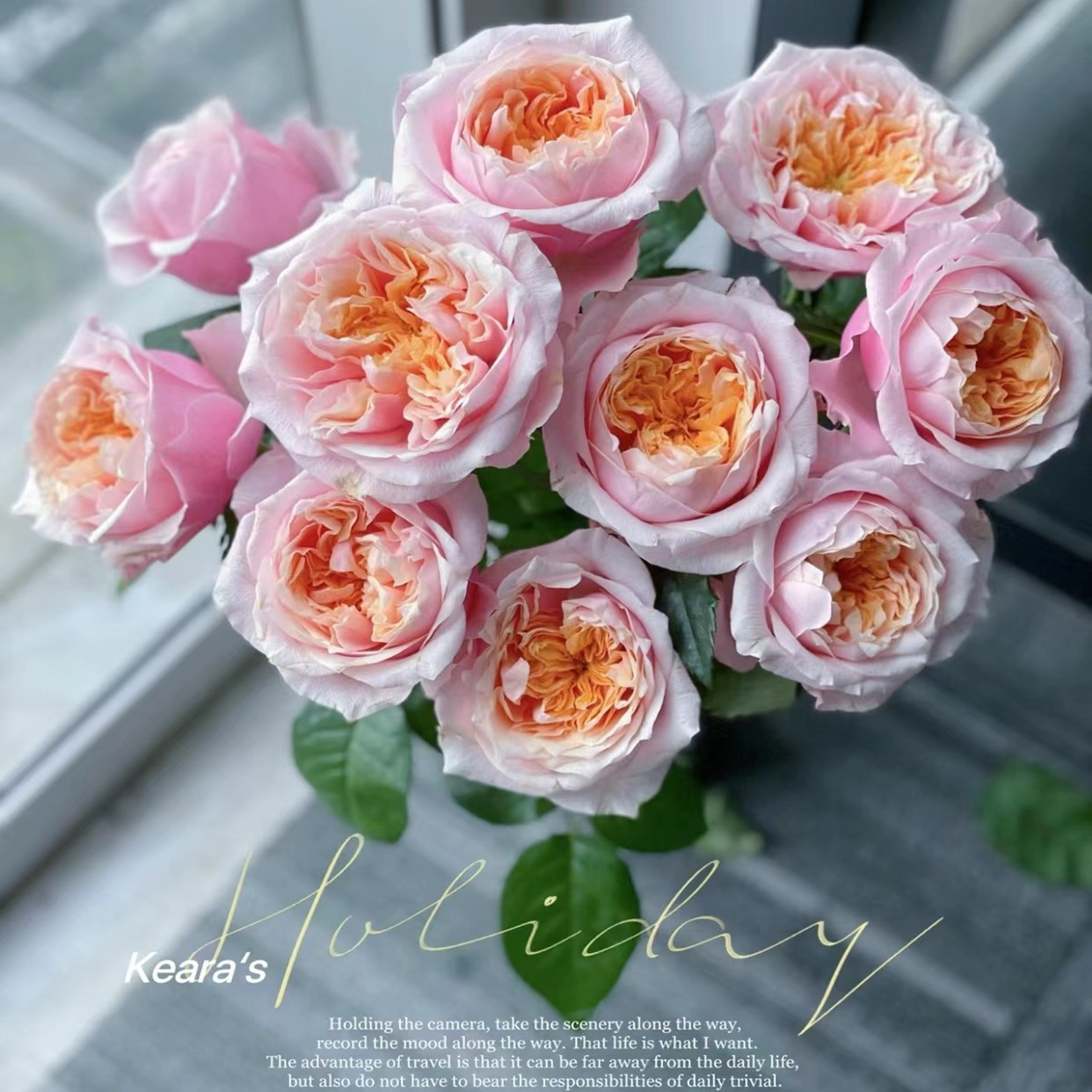 摘星奇缘/诺丁山  月季花苗 欧月荷兰切花玫瑰阳台盆栽庭院花卉