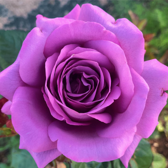 玫梅子色玩美  月季花苗浓香大花灌木紫色阳台庭院盆栽花卉,鲜花速递/花卉仿真/绿植园艺,月季/蔷薇/玫瑰,淘宝优惠券,粉丝福利购,淘宝优惠卷