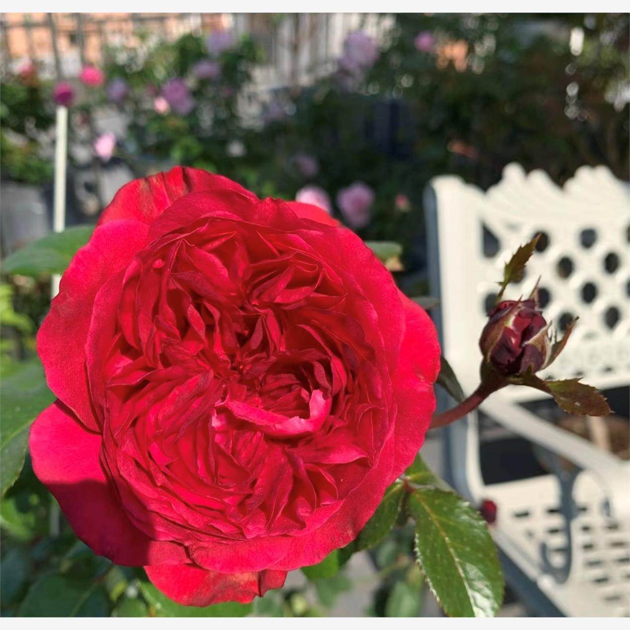 伏旧园之花 月季花苗 欧月戴尔巴德灌木盆栽庭院阳台花卉,鲜花速递/花卉仿真/绿植园艺,月季/蔷薇/玫瑰,淘宝优惠券,粉丝福利购,淘宝优惠卷