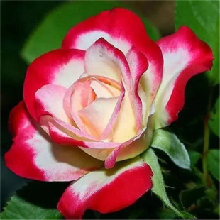 红双喜月季 花苗植物浓香大花卉盆栽阳台庭院艾莎黄油和室多季