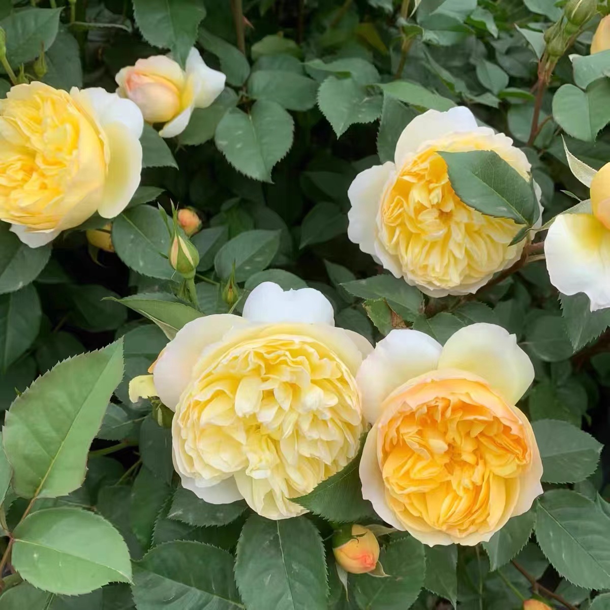 柠檬味砂糖 玫瑰新品月季淡黄色切花苗盆栽阳台庭院灌木植物花卉