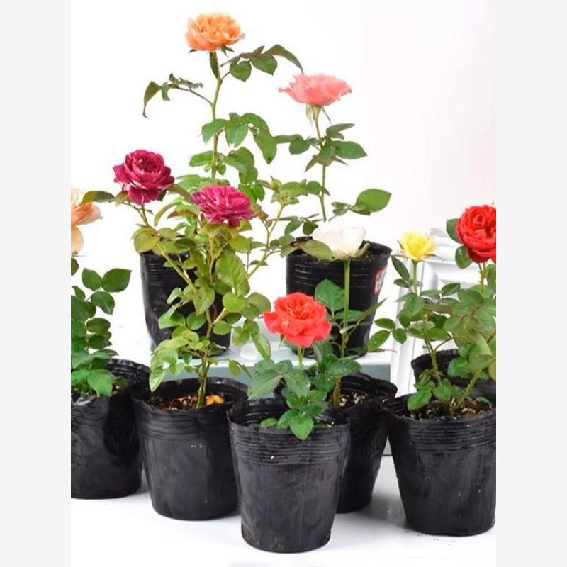 月季花苗灌木小苗欧月切花月季黑巴克黄油朱砂碗花卉盆栽阳台四季