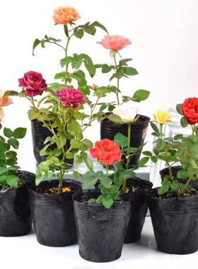 月季花苗灌木小苗欧月切花月季黑巴克黄油朱砂碗花卉盆栽阳台四季
