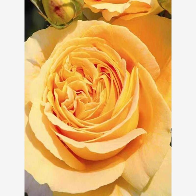 烛光/全球美人 月季花苗阳台庭院盆栽灌木 大花 浓香 花卉,鲜花速递/花卉仿真/绿植园艺,月季/蔷薇/玫瑰,淘宝优惠券,粉丝福利购,淘宝优惠卷