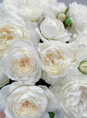 永恒之雪 月季花苗今井清纯白色灌木多头勤花庭院阳台盆栽花卉